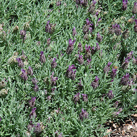 Laveanna Grand Purple Lavender