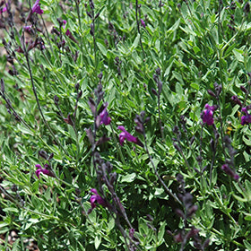 Ultra Violet Autumn Sage PW (Salvia)