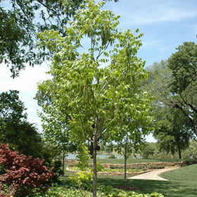 Choctaw Pecan