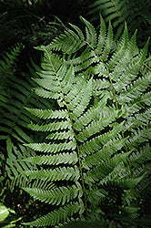 Dixie Wood Fern