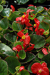 Super Olympia Red Begonia