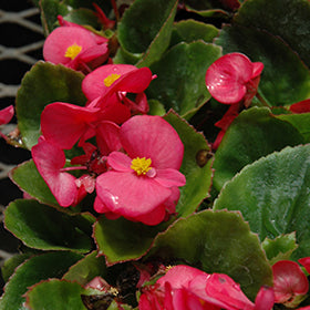Super Olympia Begonia 3.5"