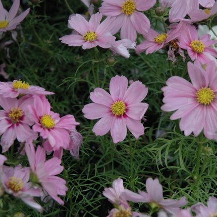 Sonata Pink Blush Cosmos