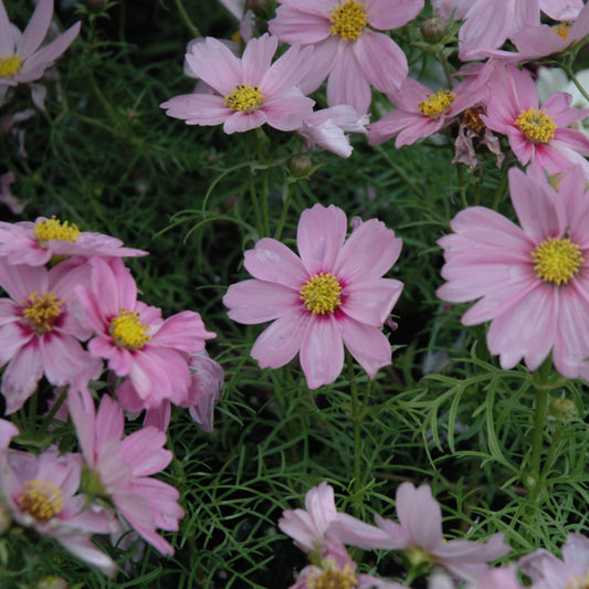 Sonata Pink Blush Cosmos