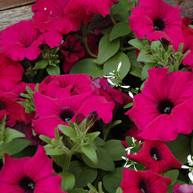 Supertunia Royal Magenta Petunia PW