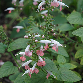 Summer Jewel Sage (Salvia) 3.5"