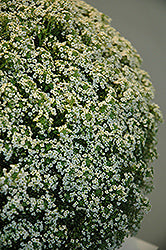White Knight Alyssum