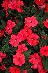 SunPatiens Compact Deep Rose Impatiens