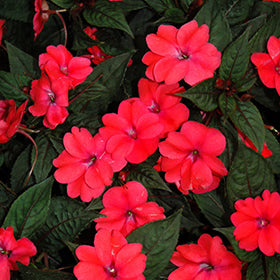 SunPatiens Compact Deep Rose Impatiens