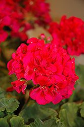 Fantasia Cranberry Sizzle Geranium