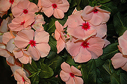 Cora Apricot Vinca