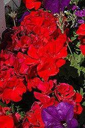 Dynamo Red Geranium