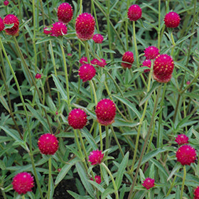 Qis Carmine Gomphrena