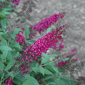CranRazz Butterfly Bush (Buddleia)