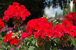 Fantasia Cranberry Sizzle Geranium