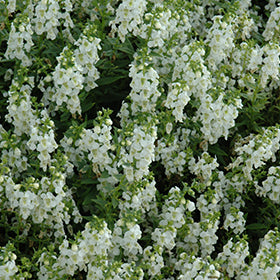 Serena White Angelonia