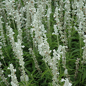 Victoria White Salvia
