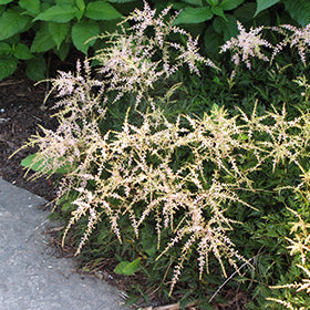 Sprite Astilbe