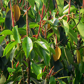 Indian Laurel Fig (Ficus Nitida)