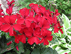Caliente Fire Geranium