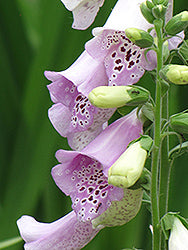 Camelot Lavender Foxglove (Digitalis)
