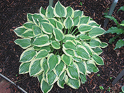 Pilgrim Hosta