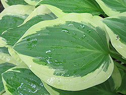 Pilgrim Hosta