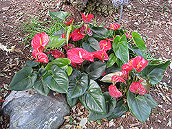 Dutch European Anthurium