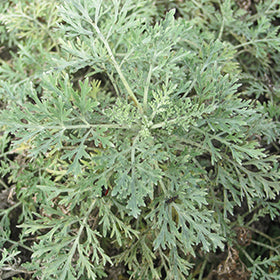 Powis Castle Artemesia
