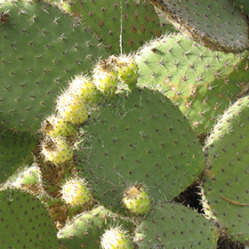 Barbary Fig Cactus (Opuntia Ficus)