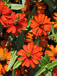 Profusion Orange Zinnia