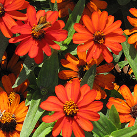 Profusion Orange Zinnia