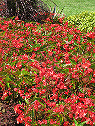 Dragon Wing Red Begonia
