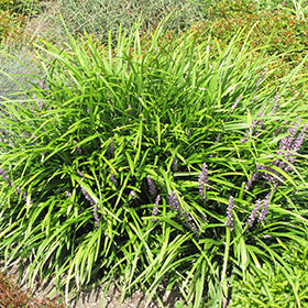 Lily Turf Spicata (Liriope)