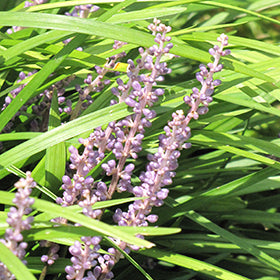 Lily Turf Spicata (Liriope)