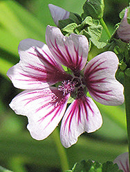 Zebrina Mallow (Malva)