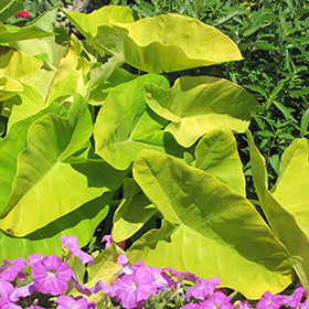 Royal Hawaiian Maui Gold Elephant Ear