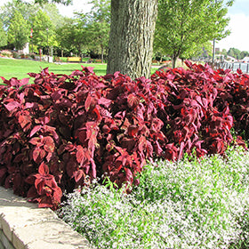 Colorblaze Rediculous Coleus PW
