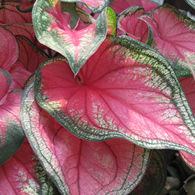 Puppy Love Caladium