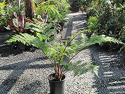 Australian Tree Fern
