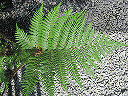 Australian Tree Fern