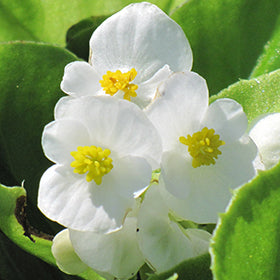 Super Olympia Begonia 3.5"