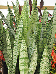 Ceylon Bowstring Hemp Sansevieria