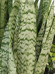 Ceylon Bowstring Hemp Sansevieria