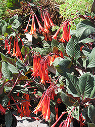 Gartenmeister Fuchsia