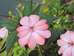 SunPatiens Compact Blush Pink Impatiens