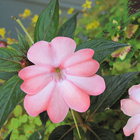 SunPatiens Compact Blush Pink Impatiens