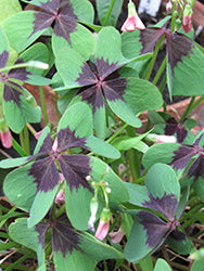Iron Cross Good Luck Plant (Oxalis)