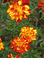 Safari Bolero Marigold
