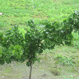 Troll Dwarf Ginkgo (Biloba)